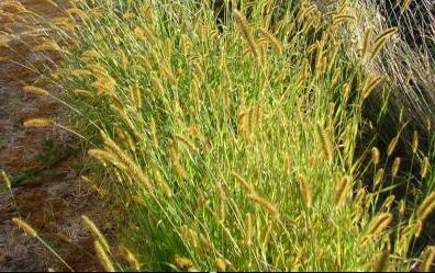 yellow-bristle-grass